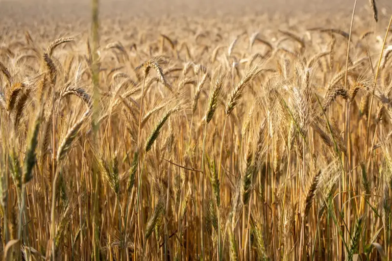 Una plantación de cebada (Hordeum vulgare)