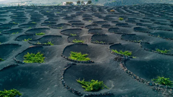 La Geria, Lanzarote