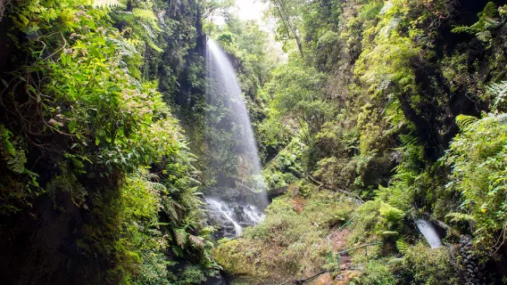 Los Tilos, La Palma