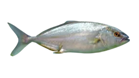 Un medregal canario, un pescado muy valorado en la comunidad canaria.