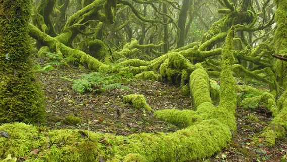 Parque Nacional de Garajonay, La Gomera