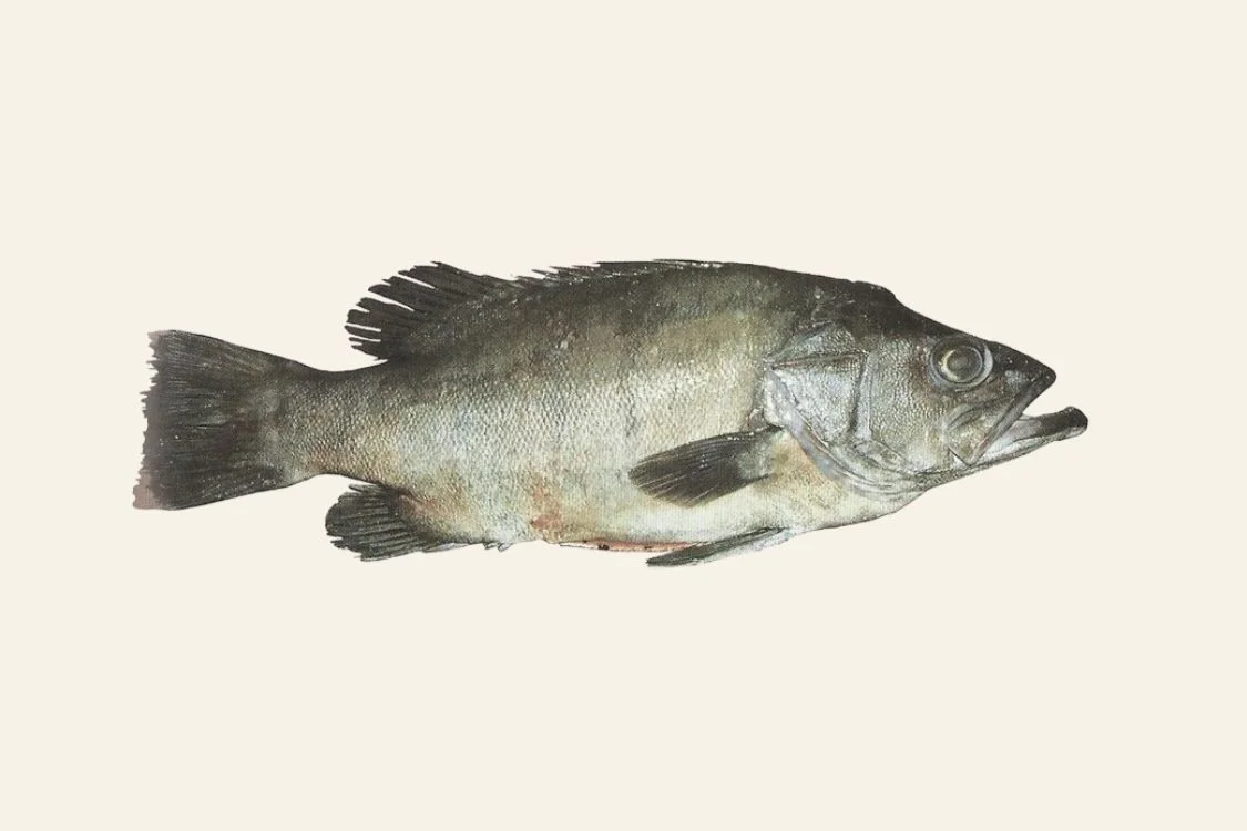 Cherne (Polyprion americanus), pescado tradicional de la cocina canaria.