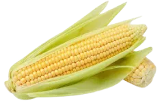 Dos piñas de millo canario.
