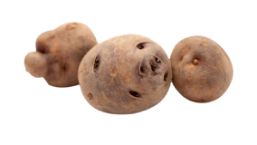 Tres papas bonitas de Tenerife